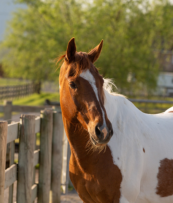 sun on horse