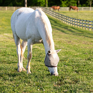 horse grazing