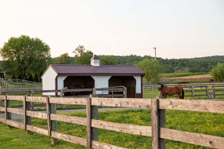 Run-in Shed at Willow Tree Acres Retirement Farm