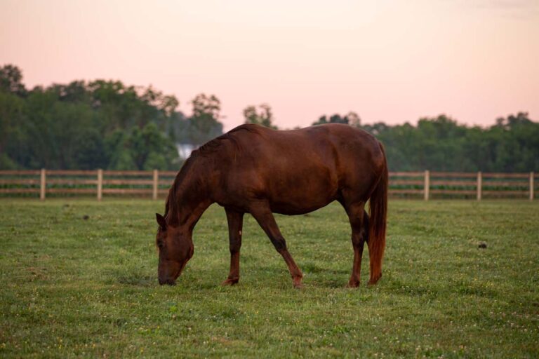 Horse grazing peacefully at Willow Tree Acres Retirement Farm