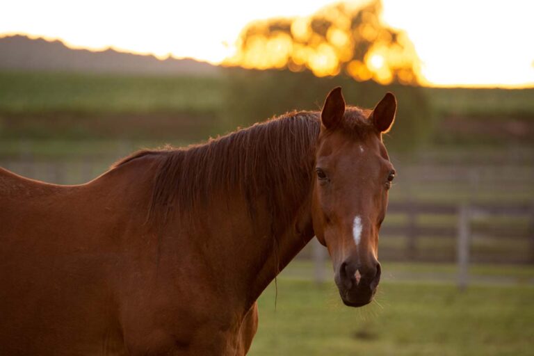 Horse enjoying morning at Willow Tree Acres Retirement Farm