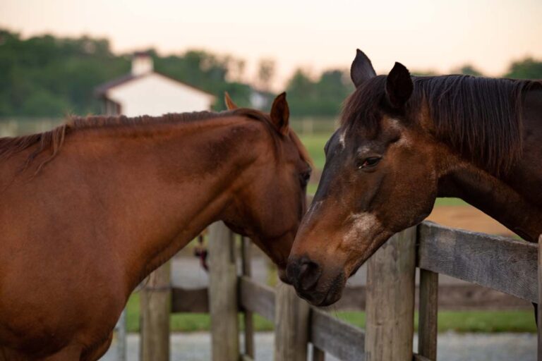 Companionship at Willow Tree Acres Retirement Horse Farm