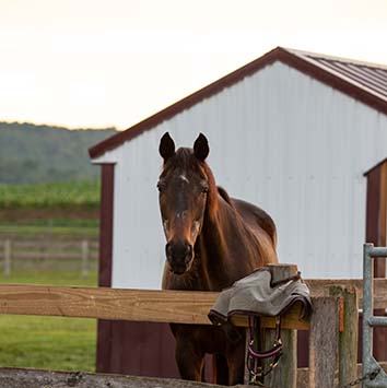 Happy Horse